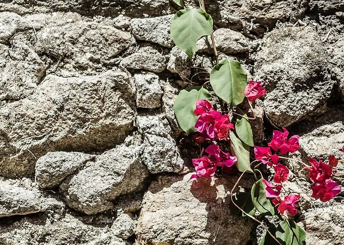 Casa Carolina ゲストハウス